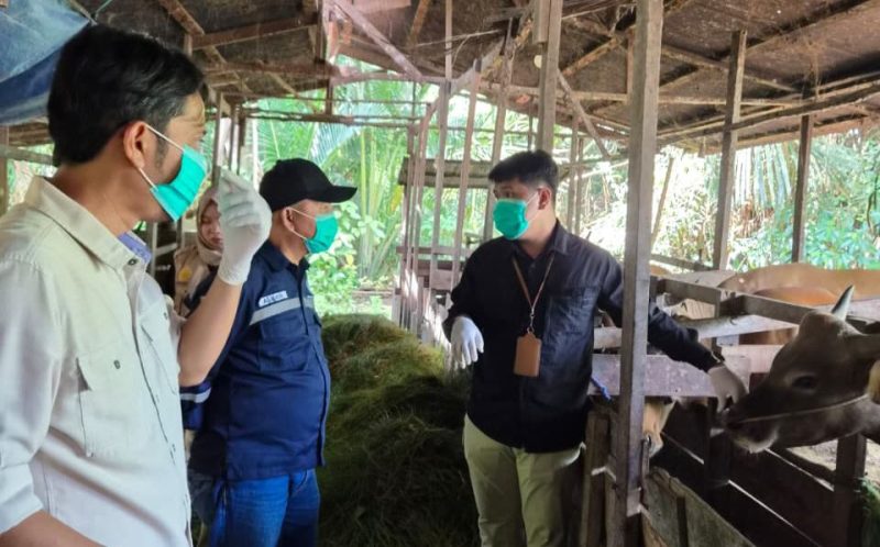Dinas Ketahanan Pangan, Pertanian, dan Perikanan (DKP3) Balangan menggelar pemeriksaan kesehatan hewan kurban di Desa Sumber Rejeki